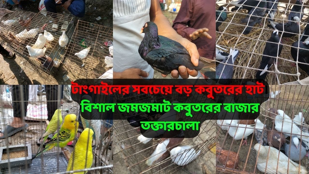 টাংগাইলের সবচেয়ে বড় কবুতরের হাট।বিশাল জমজমাট কবুতরের বাজার  তক্তারচালা