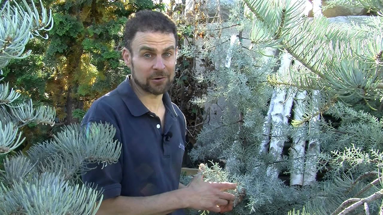Selecting the right blue evergreen conifer for your yard