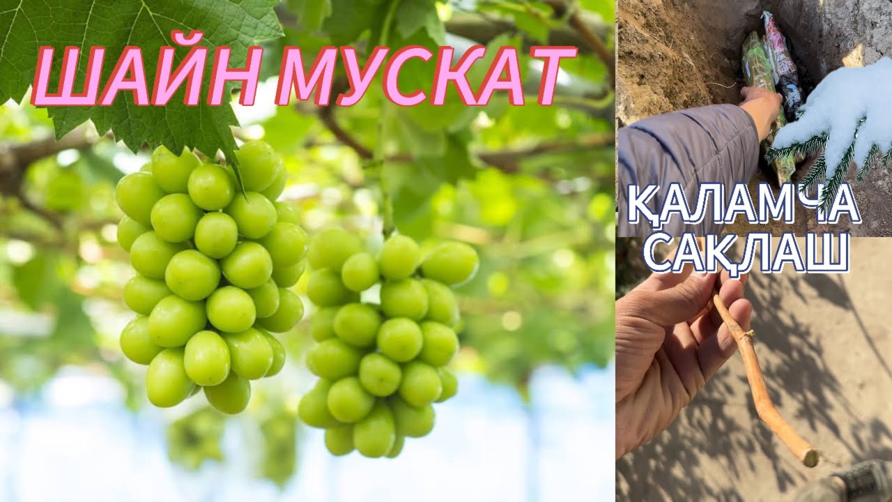 Шейн мускат узуми, қаламчаларни сақлаш