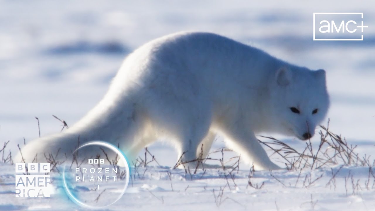 Arctic Fox Dives Headfirst Into Snow 🦊 Frozen Planet II | BBC America