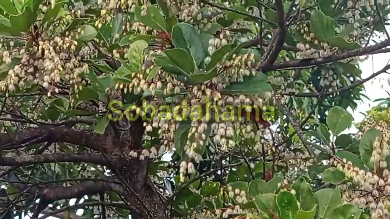 බට් වෙරළු මල් පිපිලා /#sobadahama /#nature 