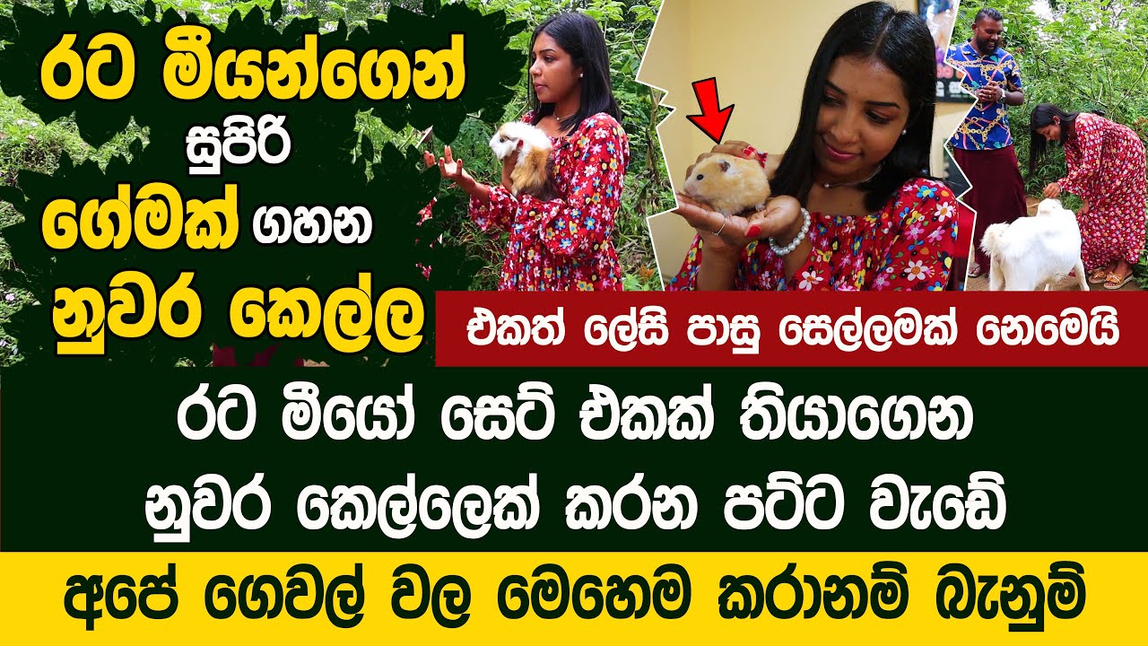රට මියන්ගෙන් සුපිරි ගේමක් ගහන නුවර කෙල්ල  - @kandyguineapigs