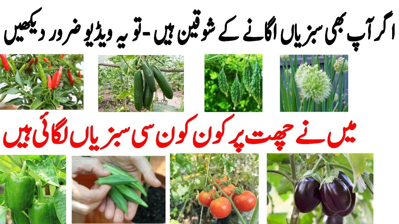 If you are interested in growing vegetables, then you must watch this video | Garden overview