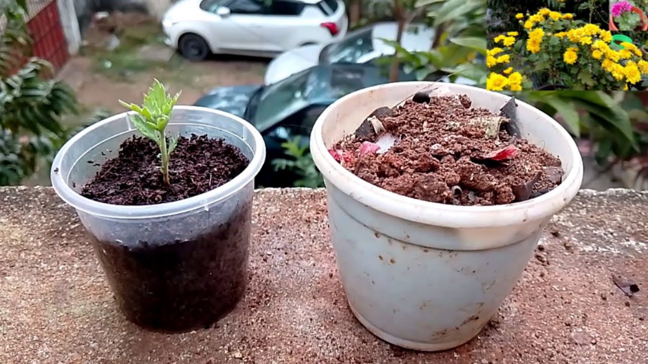 1 ரூபாய் செலவில்லாமல் சாமந்தி செடி வளர்க்க ரகசிய நடவு வழி | 100% வெற்றி நிச்சயம்! Grow unlimited!