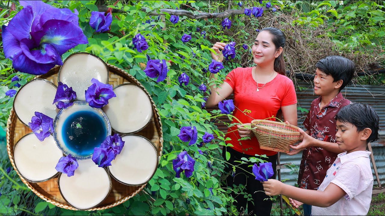 Fresh butterfly pea flower | Collect butterfly pea flower for making tea and jelly | Amazing Video
