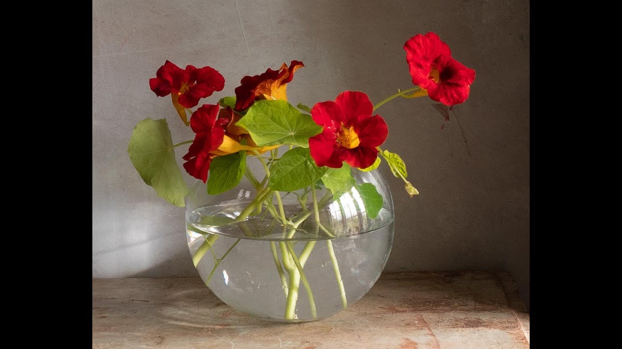 Intense Red challenge: Can you paint these Nasturtiums? - Live Oil Painting demonstration