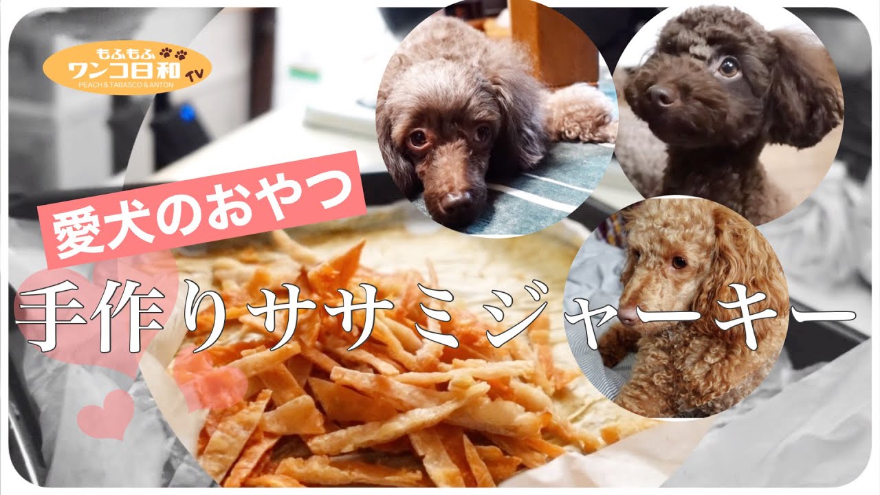 パリパリ食感に大満足するトイプードル‼️オーブンで作るササミジャーキー【犬の手作りご飯】