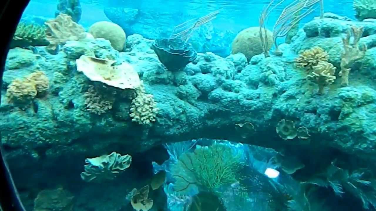 Finding Nemo Ride at Disneyland