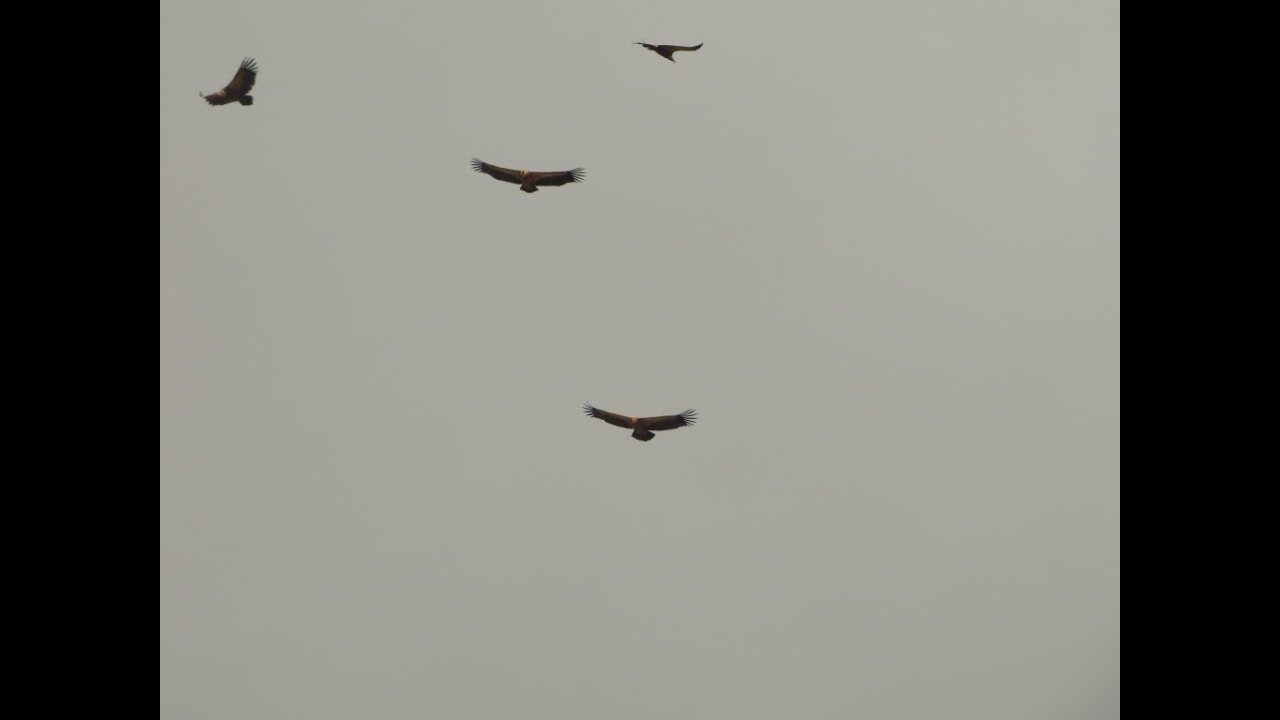 Grifoni nel Parco Naturale Regionale Sirente Velino