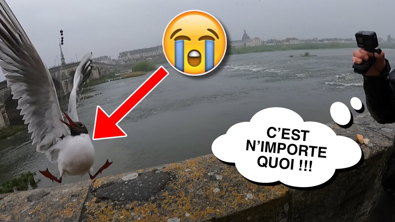 On voulait pêcher AU PAIN mais…RIEN ne se passe COMME PRÉVU ! @Manu L'Fisher