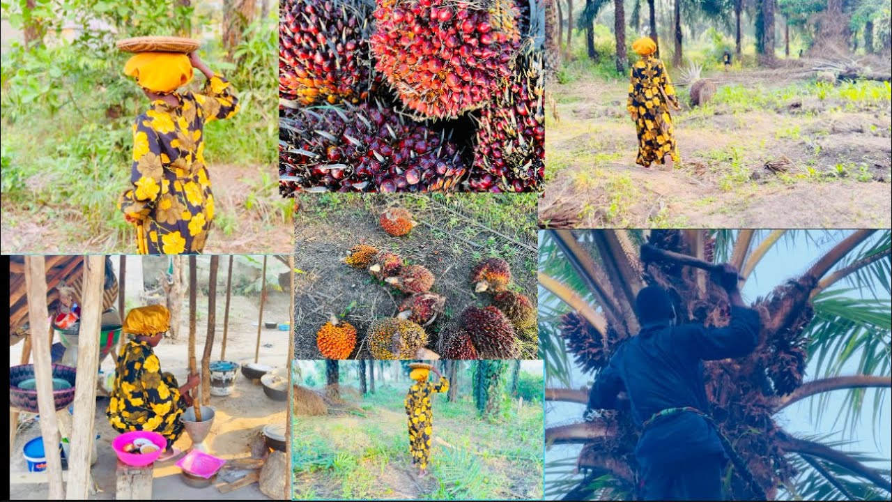 Simple countryside living in Sierra Leone 🇸🇱/ harvesting palm fruits/ cooking banga soup 