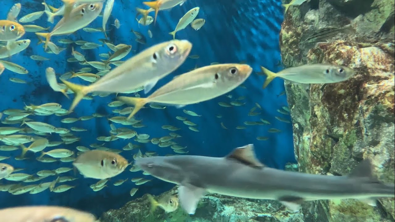 令和8年3月11日　碧南海浜水族館　その2