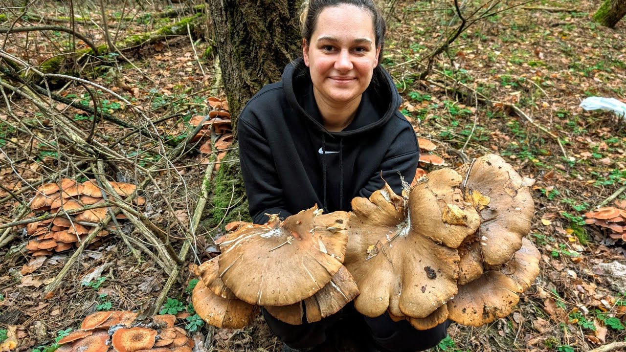 Mushroom picking in the forest🍄‍🟫 Scrambled eggs with oyster mushrooms and tomato sauce🍳ASMR cooking