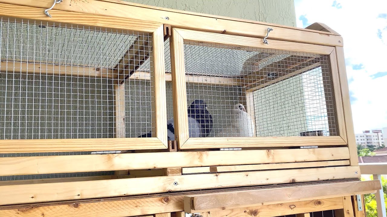 Vistero o Cajón Mirador para Palomas.