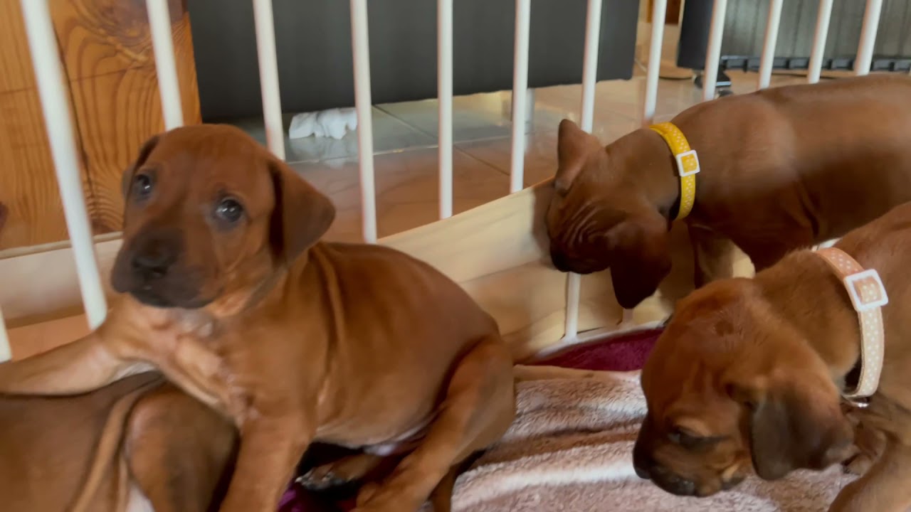 Rhodesian Ridgeback Welpen - 34.Tag - mit großen Schritten wachsen die kleinen Löwen heran 🦁