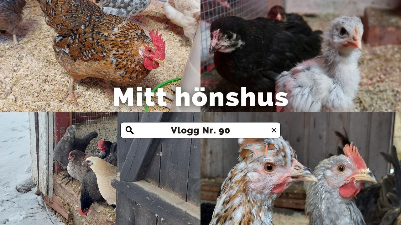 Mitt h&ouml;nshus - Vlogg Nr. 90