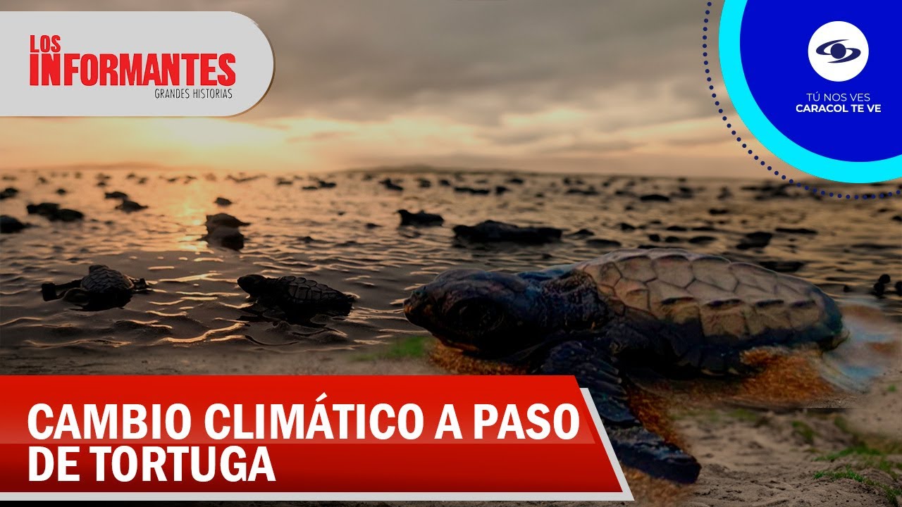 La lucha de Aminta: Salvando tortugas en un mundo amenazado por el cambio climático -Los Informantes