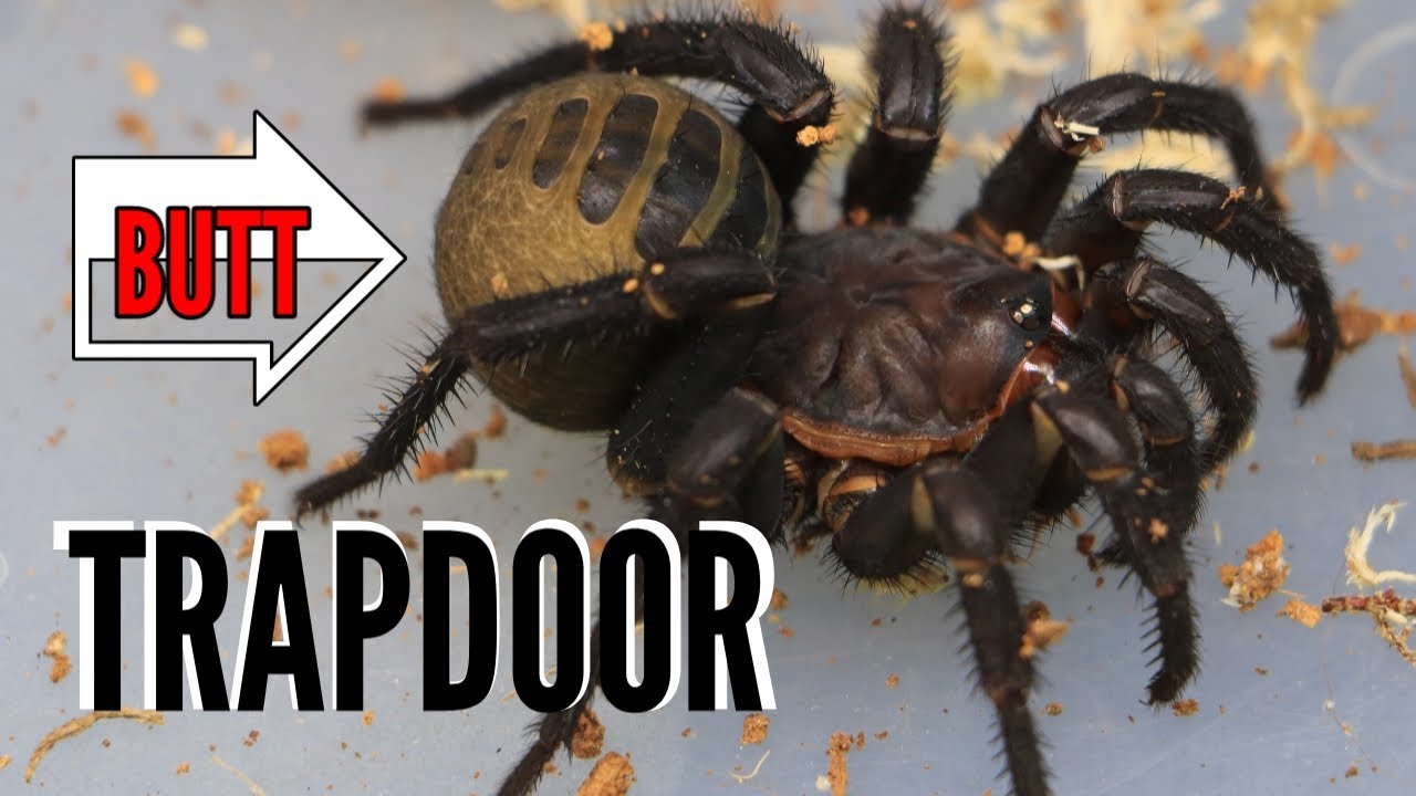 The Basal Trapdoor Spider Video - Liphistius species #subscribe