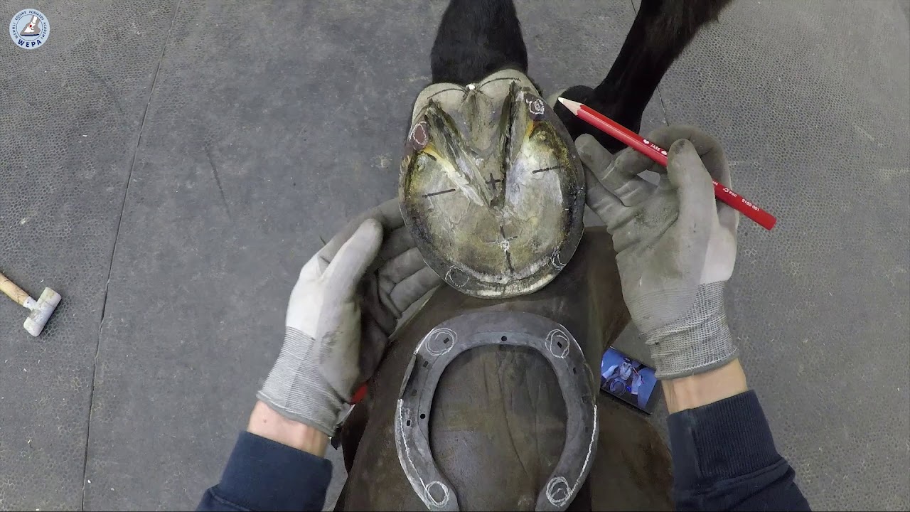 How to check the hot fitting on the hoofsureface of the horseshoe (WEPA Shoeing Instr. Pt. 21)