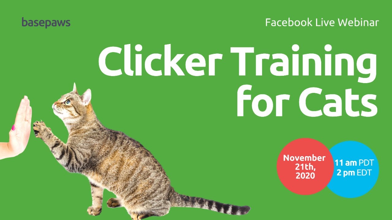 Clicker Training for Cats