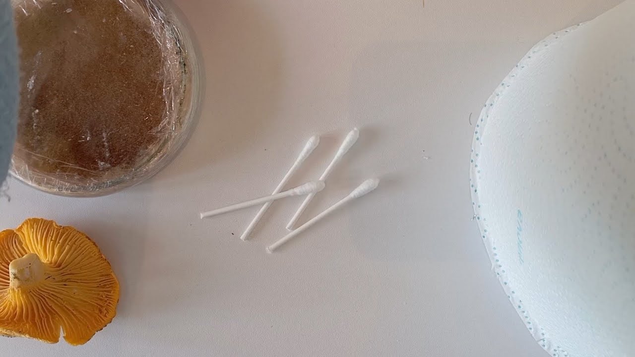 Como fazer cotonetes de esporos de cogumelos alimentícios