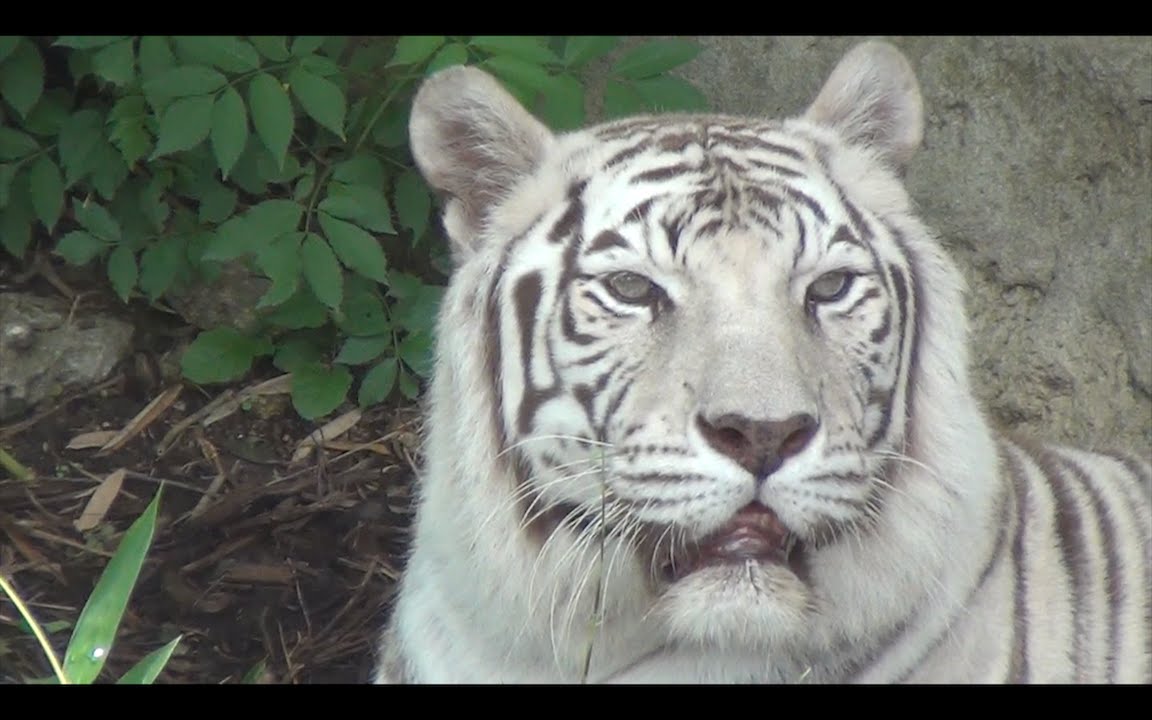 Audubon Zoo Highlights New Exhibits 2016