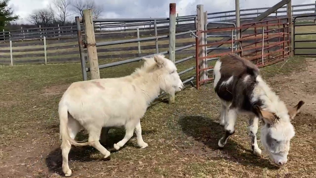 Donkeys Spring Fling