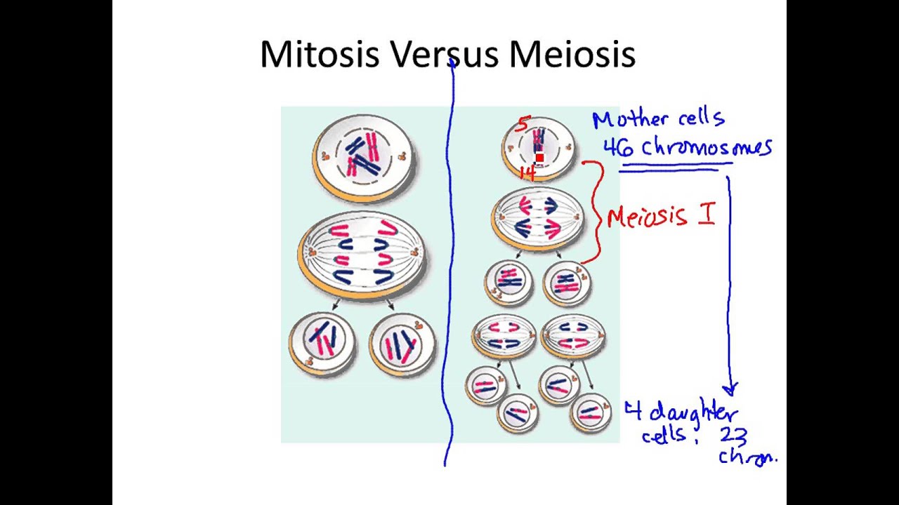 Chapter 27- MEIOSIS OVERVIEW