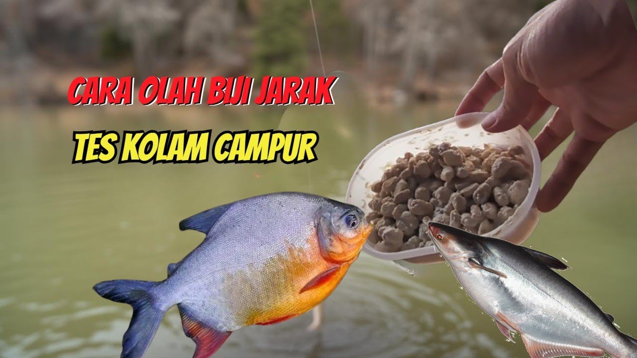Kupas tuntas racikan umpan biji jarak