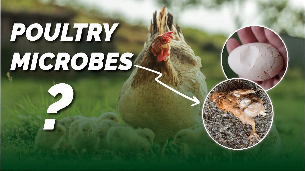 How To Increase The Growth and Productivity of Your Poultry Through MolaPlus Poultry Microbes