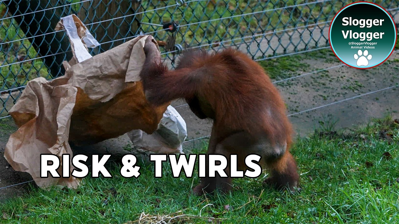 Orangutan Jim’s Twirl and a Little Risk Taking