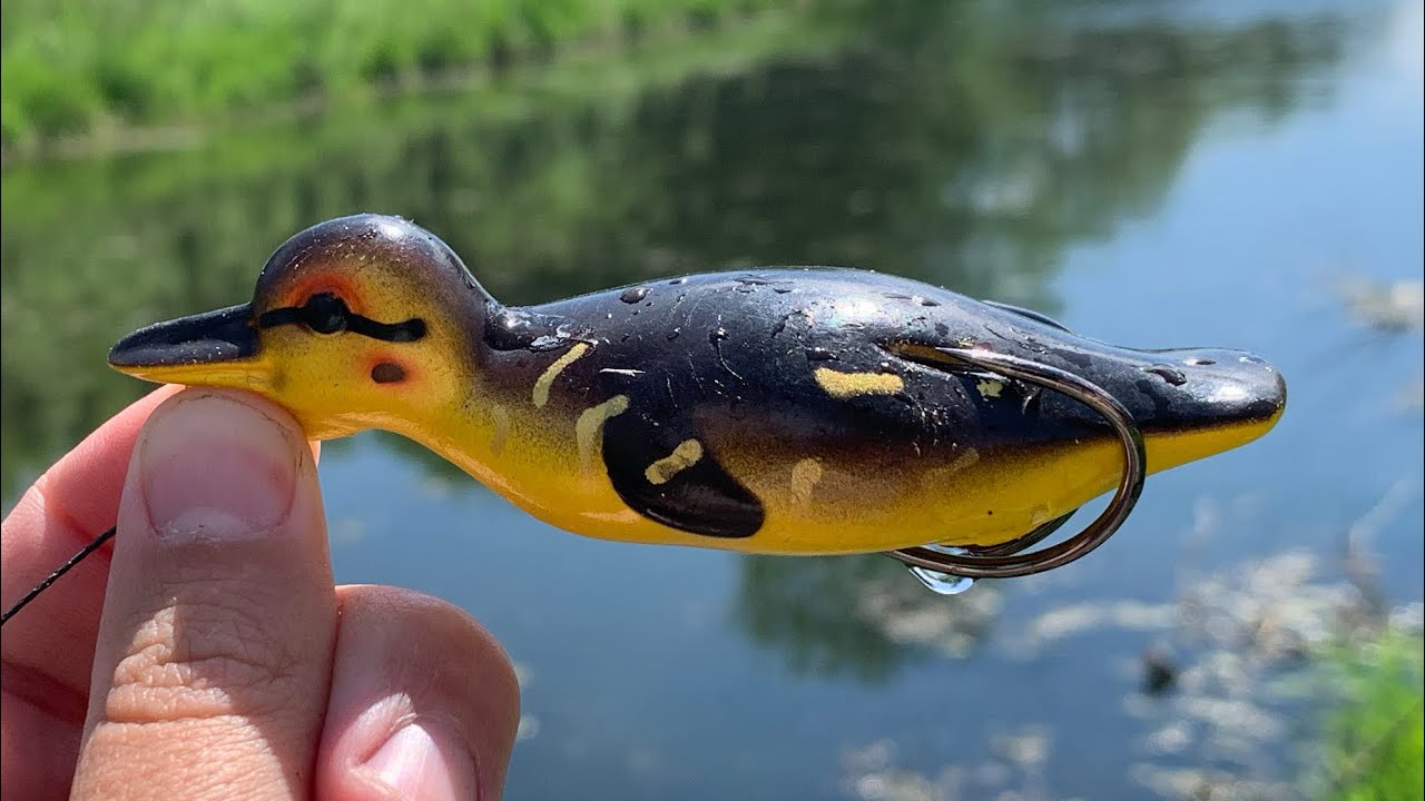 TOPWATER DUCK LURE Gets CRUSHED by TOOTHY Fish!