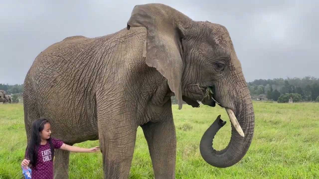 Elephant Interaction at Knysna Elephant Park, South Africa