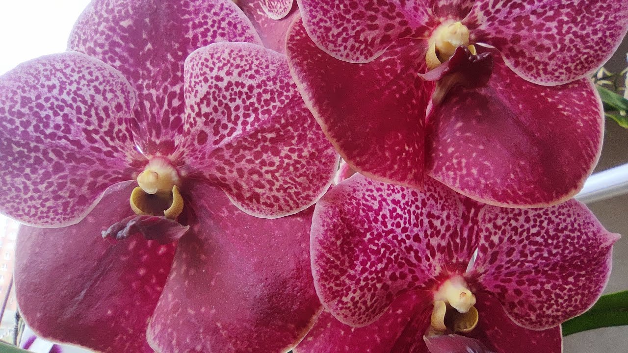 ВАНДА (VANDA) - КОРОЛЕВА орхидей в условиях квартиры! Мой опыт!!! ЧАСТЬ 1. Смотреть всем!