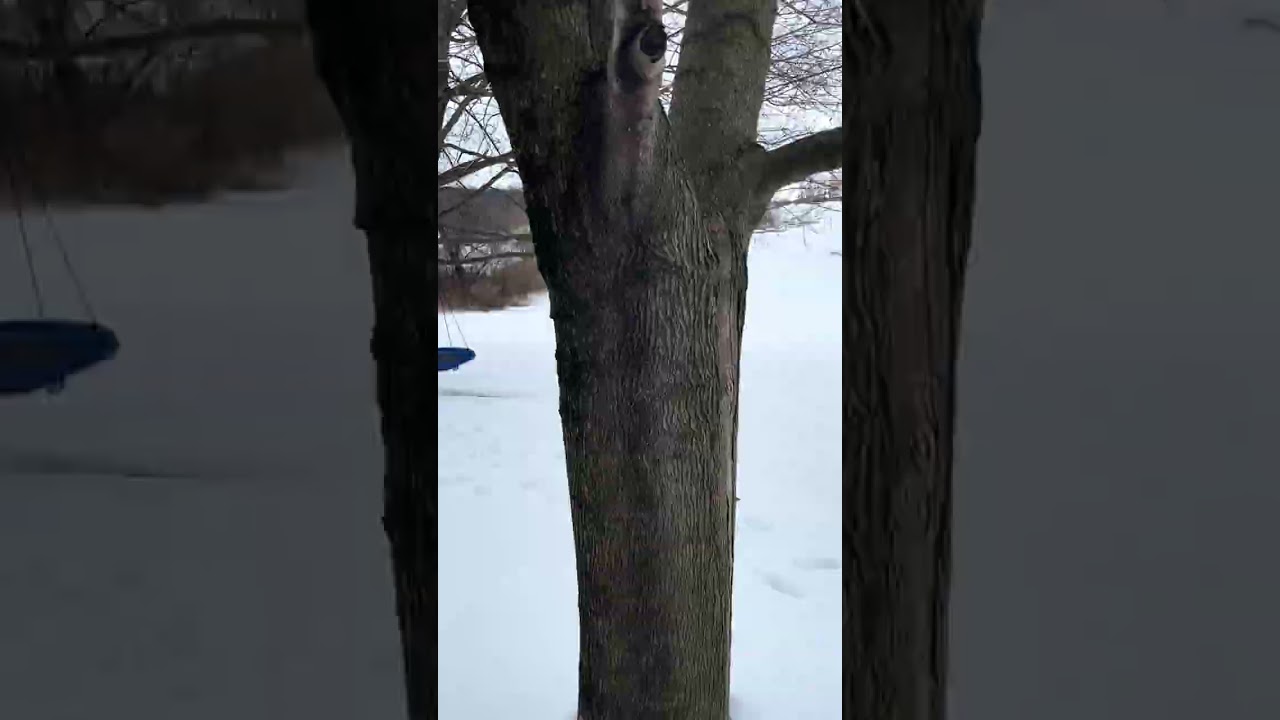 Tree and Site Inspection