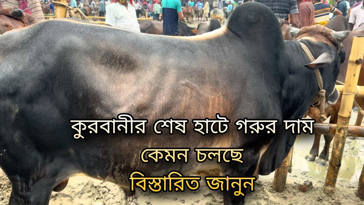 কুরবানীর শেষের হাটে গরুর দাম কেমন চলছে বিস্তারিত জানুন | qurbani gorur hat 2025 |GoruBazaar Live