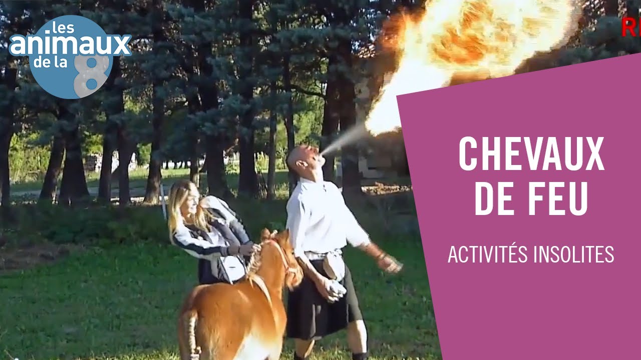 Rencontre avec des chevaux de feu - Les Animaux de la 8