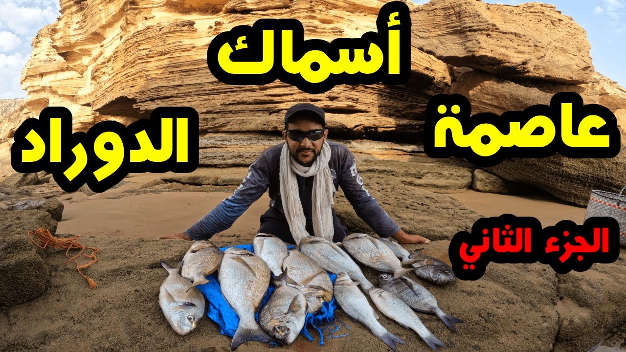 عاصمة اسماك الدوراد : الجزء الثاني