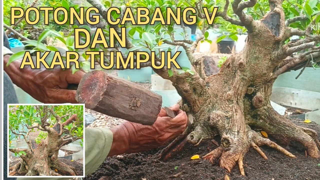 KIMENG SUPER BOGEL, PEMOTONGAN AKAR TUMPUK DAN CABANG V @mahkotabonsai#belajarbonsai#bonsai#kimeng