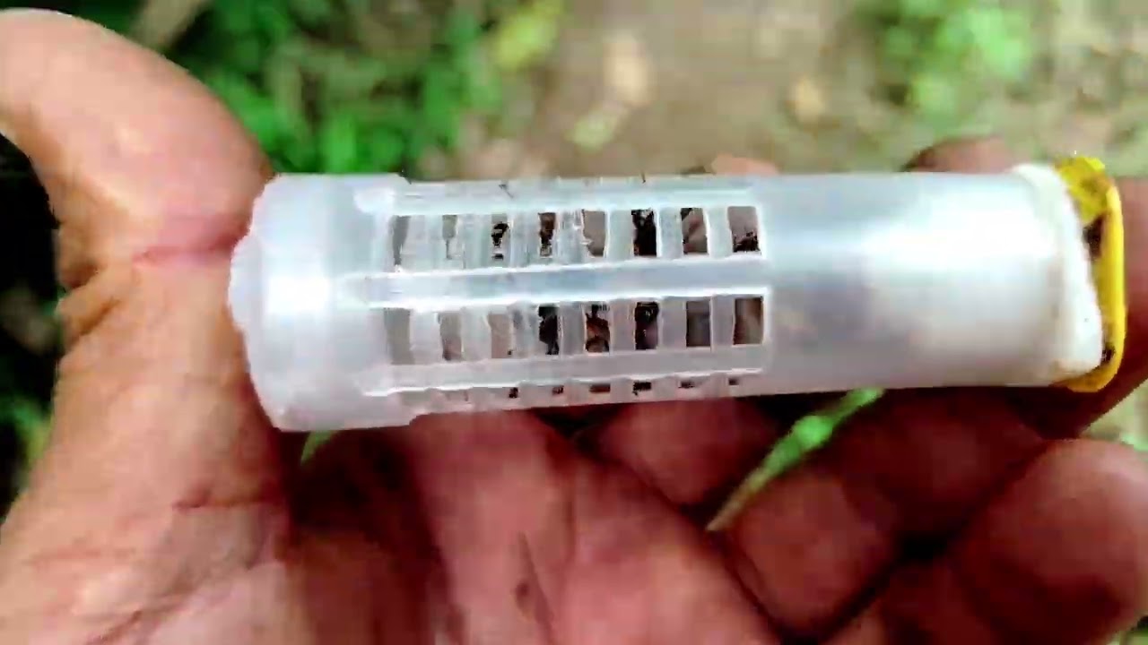 Due to the rain the bees could not come out in the swarm