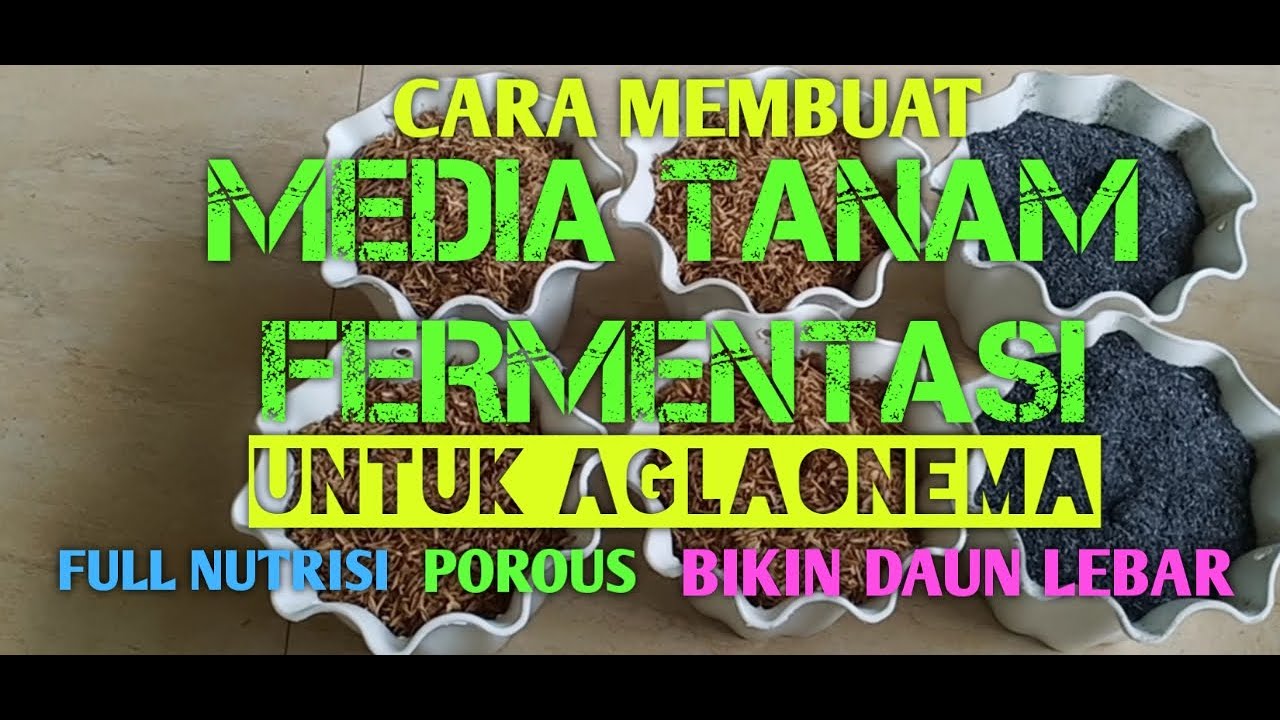 CARA MEMBUAT MEDIA  TANAM FERMENTASI UNTUK AGLAONEMA (full nutrisi, porous, bikin daun lebar)
