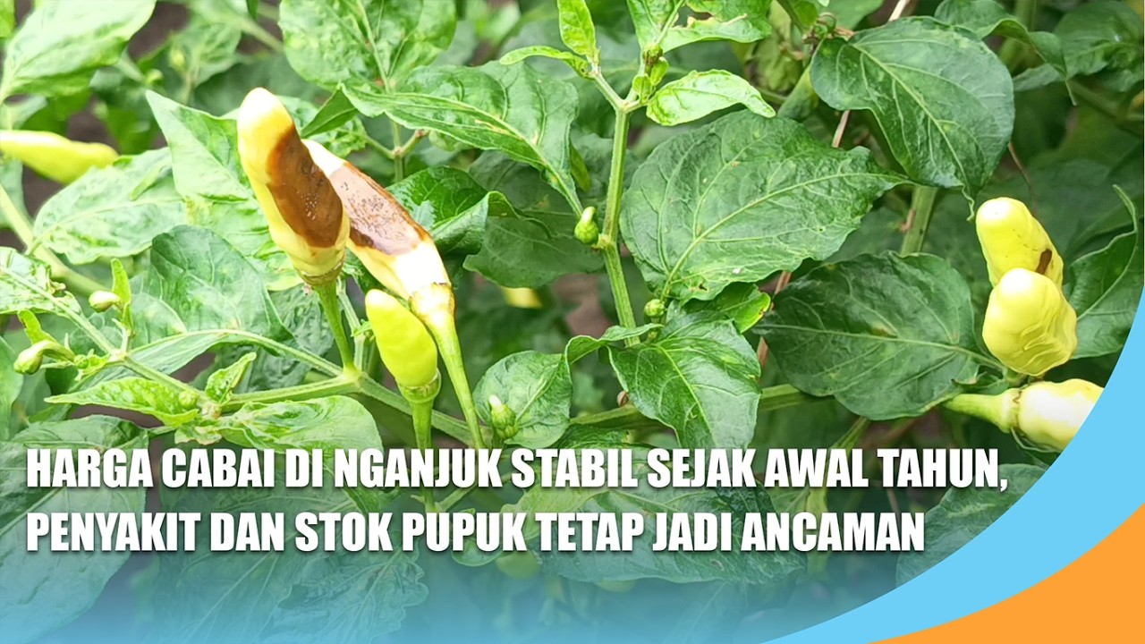NGANJUK | Harga Cabai di Nganjuk Stabil Sejak Awal Tahun, Penyakit dan Stok Pupuk Tetap Jadi Ancaman