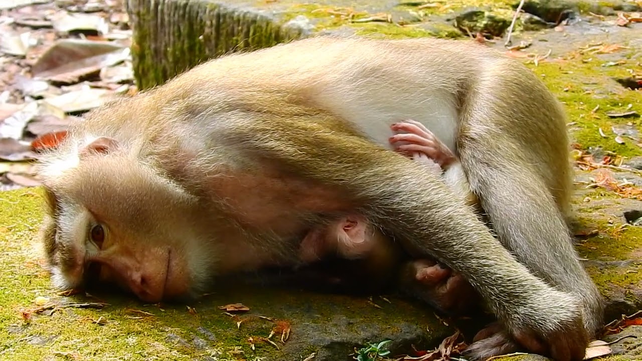Libby feeding new baby monkey Levy