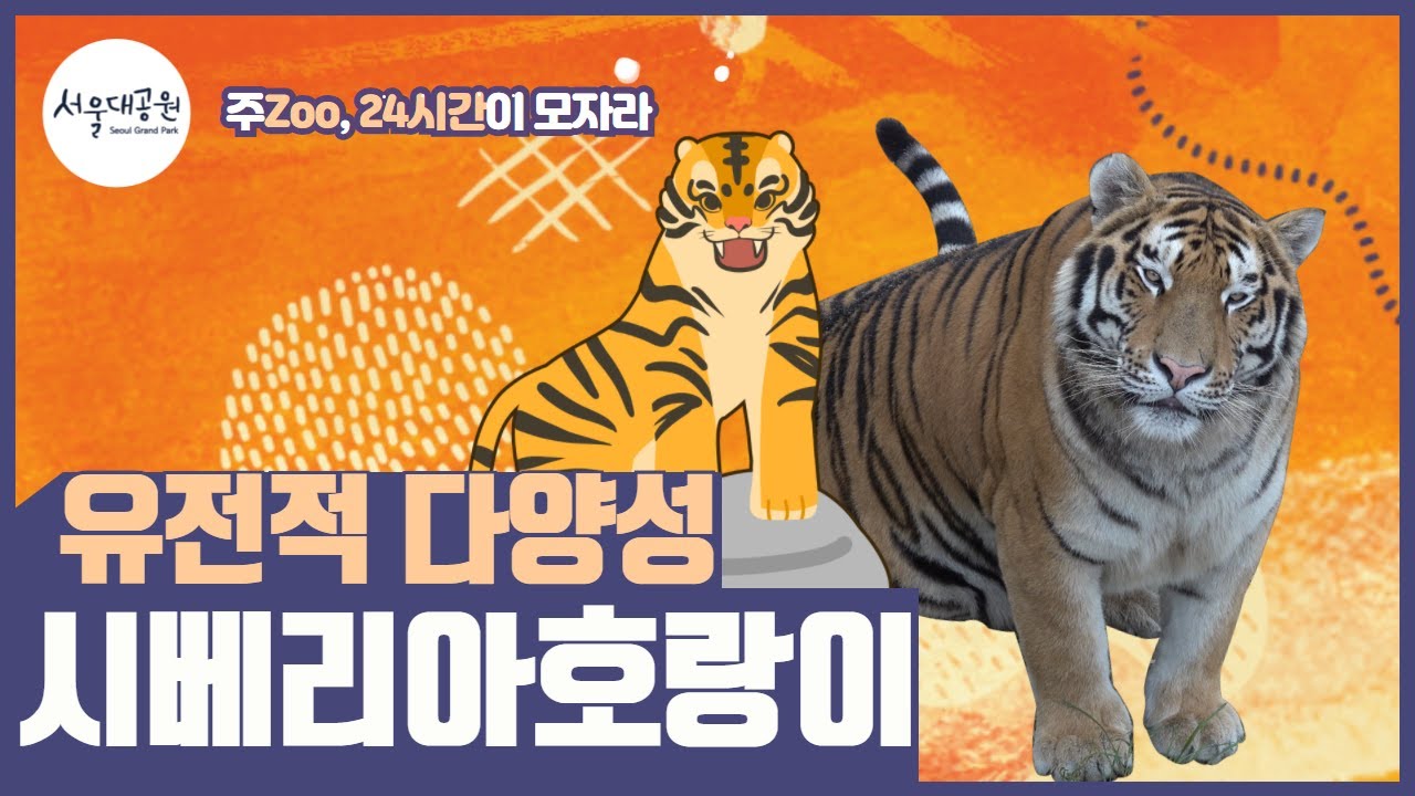 호랑이도 족보가 있다고?🐯ㅣ주ZOO, 24시간이 모자라!