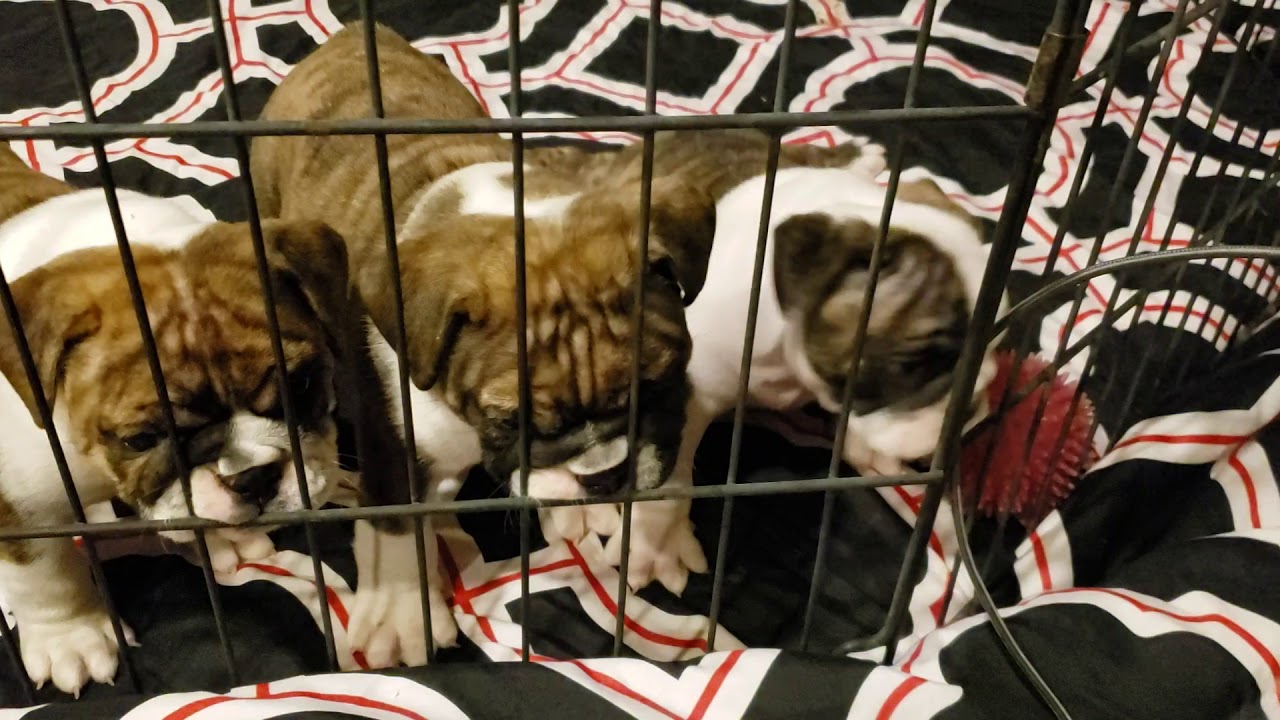 English Bulldog puppies Turn 6 Weeks Old