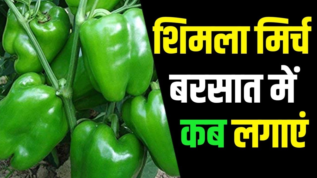 शिमला मिर्च बरसात में कब लगाएं || Shimla Mirch Ki kheti || Capsicum Farming 11 Simla Mirch Kheti