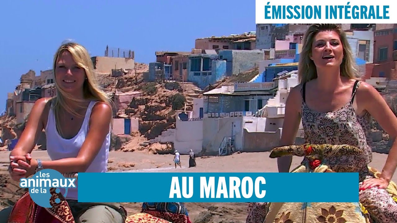Échappée animalière au Maroc - Émission intégrale