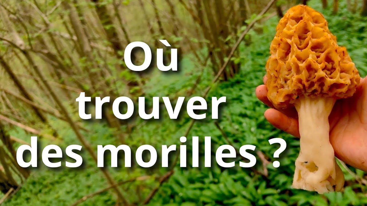 Où trouver des morilles ? Mes astuces !