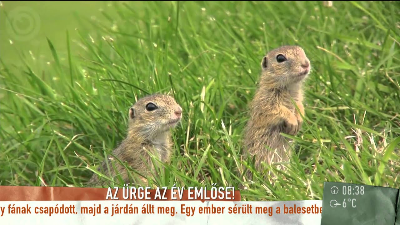Az ürge az év emlőse - 2015.04.01. - tv2.hu/mokka