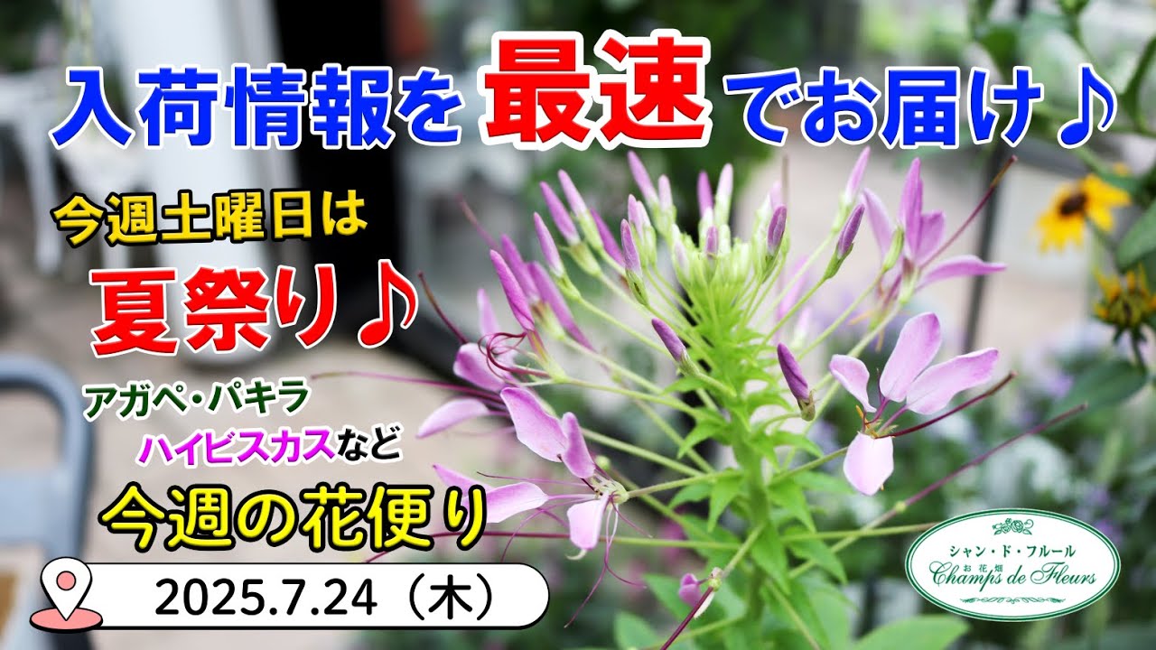 今週の花便り #142 【2025.7.24】今週土曜日はシャンド夏祭り♪ アガペ・パキラ・ハイビスカスなど入荷♪【入荷情報を最速でお届け!!】